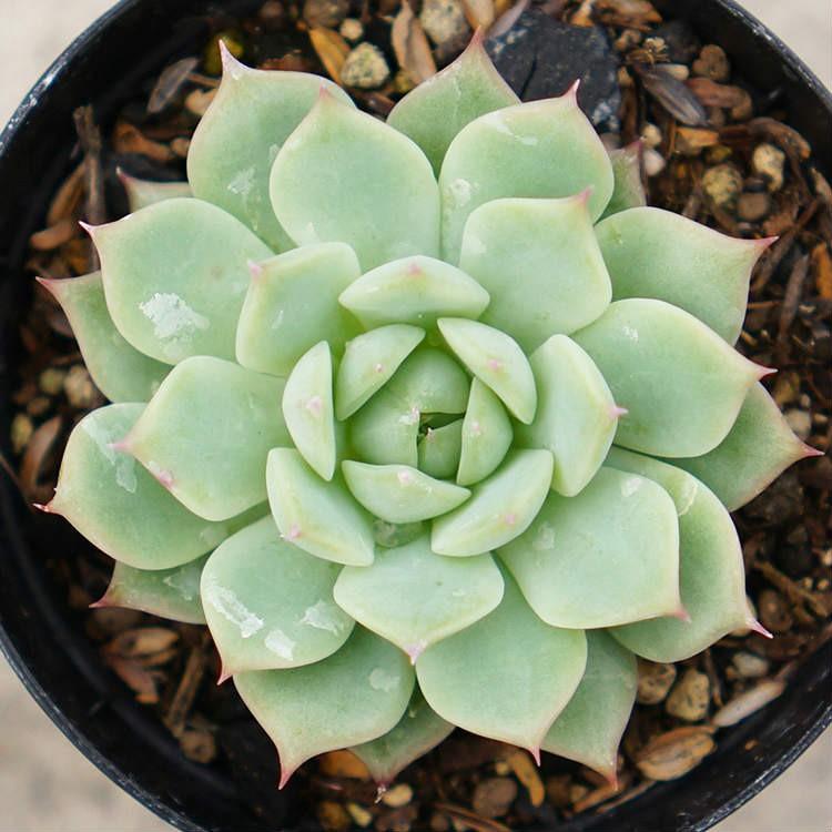 ティッピー 7 5cmポット エケベリア Echeveria Tippy 福岡県産 多肉植物 多肉 観葉植物 インテリアグリーン 寄せ植えに Mor0176 季の香 きのか 通販 Yahoo ショッピング