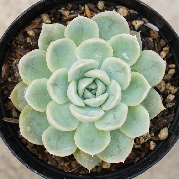 メキシカンスノーボール  7.5cmポット 多肉植物 エケベリア Echeveria Mexican Snowball  福岡県産 多肉 観葉植物 インテリアグリーン 寄せ植えに｜u-kinoka