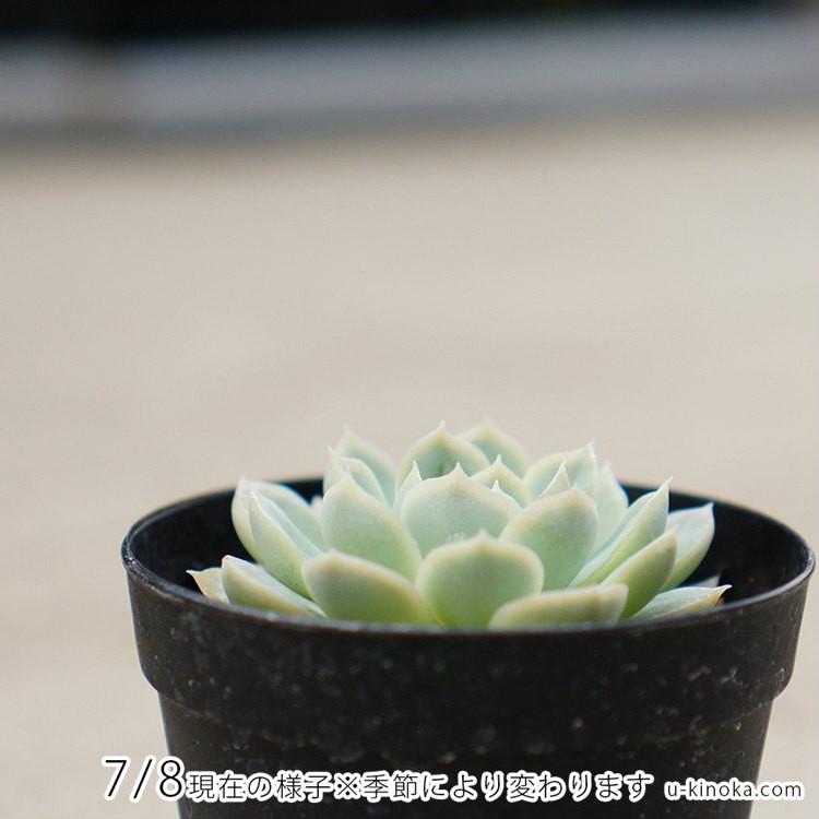 メキシカンスノーボール  7.5cmポット 多肉植物 エケベリア Echeveria Mexican Snowball  福岡県産 多肉 観葉植物 インテリアグリーン 寄せ植えに｜u-kinoka｜04