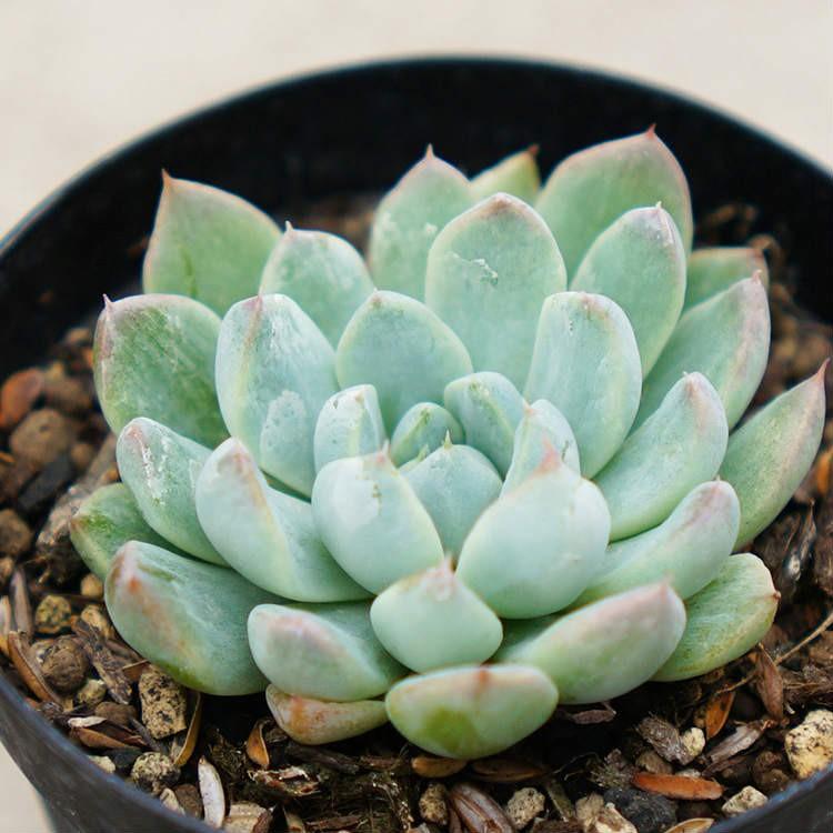 ホワイトライン 7 5cmポット エケベリア Echeveria White Line 福岡県産 多肉植物 多肉 観葉植物 インテリアグリーン 寄せ植えに Mor0179 季の香 通販 Yahoo ショッピング