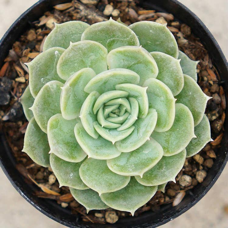 オンスロー 7 5cmポット エケベリア Echeveria Onslow 福岡県産 多肉植物 多肉 観葉植物 インテリアグリーン 寄せ植えに Mor0181 季の香 きのか 通販 Yahoo ショッピング