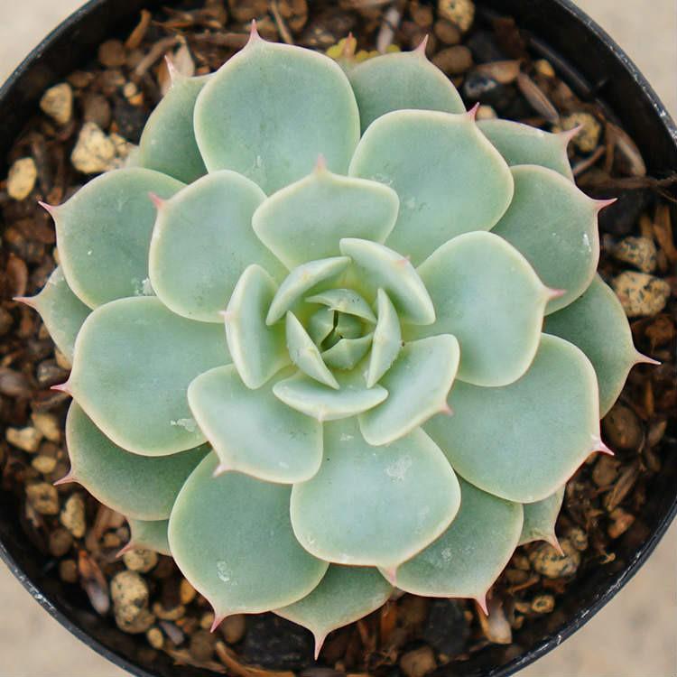 グロリア 7 5cmポット エケベリア Echeveria Gloria グローリア 福岡県産 多肉植物 多肉 観葉植物 インテリアグリーン 寄せ植えに Mor01 季の香 通販 Yahoo ショッピング