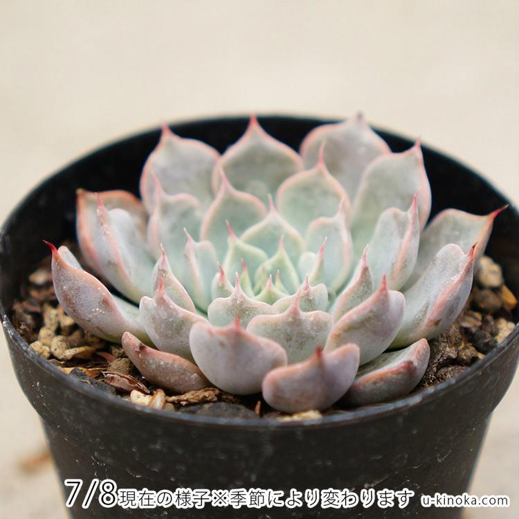 ピンクザラゴーサ 7 5cmポット エケベリア Echeveria Pink Zaragoza 希少 福岡県産 多肉植物 多肉 観葉植物 インテリアグリーン 寄せ植えに Mor0183 季の香 通販 Yahoo ショッピング