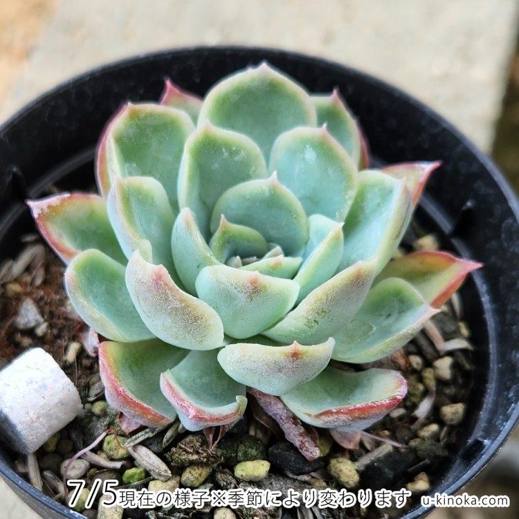 メキシコポルデンシスxラズベリーアイス  7.5cmポット 多肉植物 エケベリア Echeveria  福岡県産 多肉 観葉植物 インテリアグリーン 寄せ植えに｜u-kinoka｜02