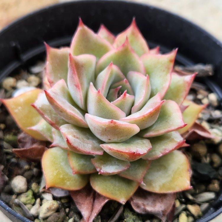 マザリネ 7 5cmポット エケベリア Echeveria Mazarine 福岡県産 多肉植物 多肉 観葉植物 インテリアグリーン 寄せ植えに Mor0192 季の香 通販 Yahoo ショッピング