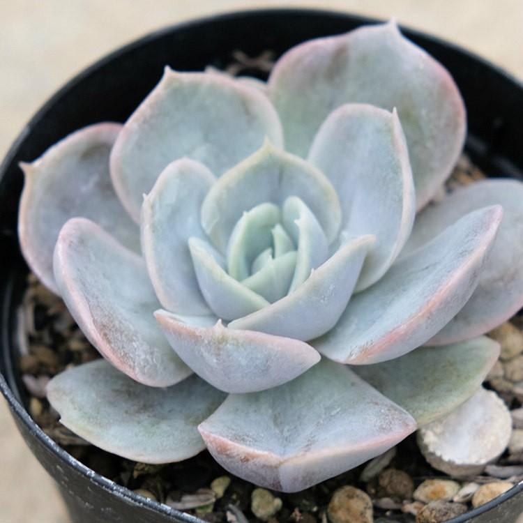 ブルーサプライズ 7 5cmポット エケベリア Echeveria Blue Surprise 福岡県産 多肉植物 多肉 観葉植物 インテリアグリーン 寄せ植えに Mor0213 季の香 通販 Yahoo ショッピング