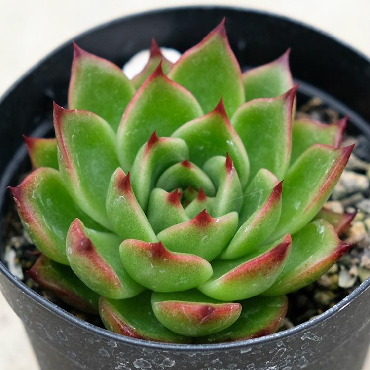 エストラーダ 7 5cmポット エケベリア Echeveria Estrada 福岡県産 多肉植物 多肉 観葉植物 インテリアグリーン 寄せ植えに Mor0215 季の香 きのか 通販 Yahoo ショッピング