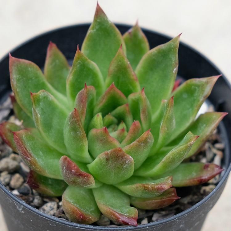 レイブリー 7 5cmポット エケベリア Echeveria Reiburi 福岡県産 多肉植物 多肉 観葉植物 インテリアグリーン 寄せ植えに Mor0217 季の香 きのか 通販 Yahoo ショッピング