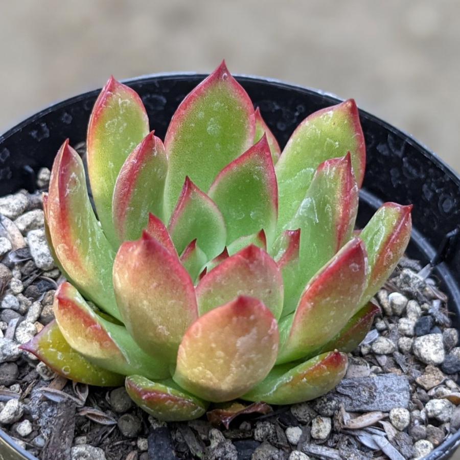 クリスマス 7 5cmポット エケベリア Echeveria 039 Christmas 039 福岡県産 多肉植物 多肉 観葉植物 インテリアグリーン 寄せ植えに 送料無料カード決済可能