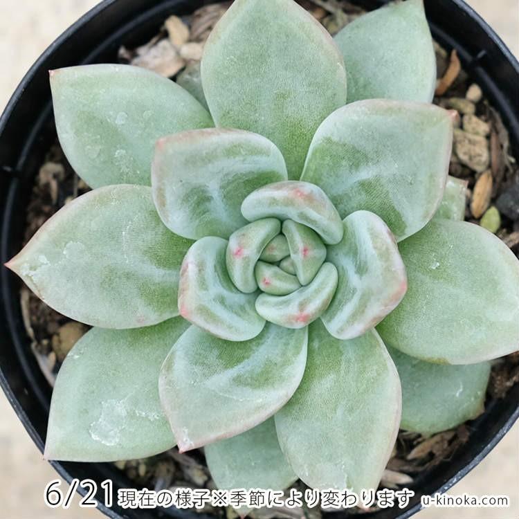 ピンクシャンペーン 7 5cmポット エケベリア Echeveria Pink Champaign 福岡県産 多肉植物 多肉 観葉植物 インテリアグリーン 寄せ植えに Mor0228 季の香 きのか 通販 Yahoo ショッピング