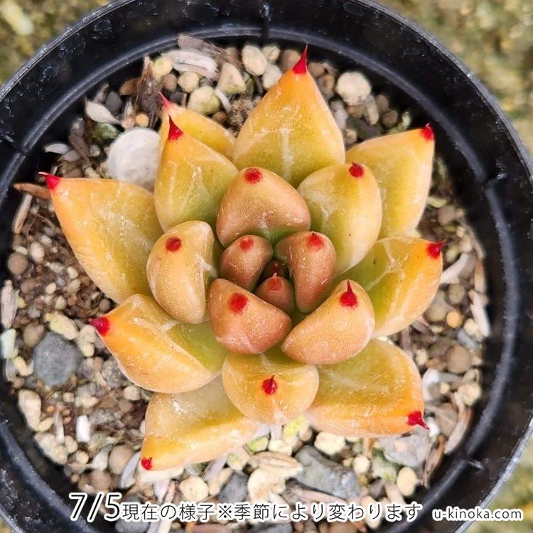 シャイキー  7.5cmポット 多肉植物 エケベリア Echeveria 福岡県産 多肉 観葉植物 インテリアグリーン 寄せ植えに 『まとめ買いがお得♪』｜u-kinoka｜02