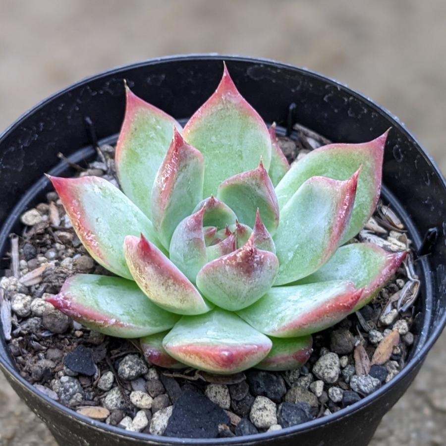 コロラータ 7 5cmポット エケベリア Echeveria Colorata 福岡県産 多肉植物 多肉 観葉植物 インテリア