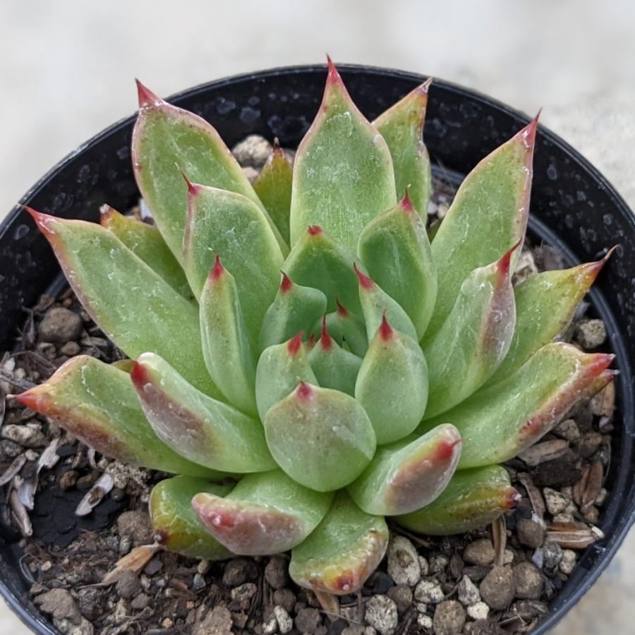 ヴィーナス 7 5cmポット エケベリア Echeveria Venus 福岡県産 多肉植物 多肉 観葉植物 インテリアグリーン 寄せ植えに Mor0243 季の香 きのか 通販 Yahoo ショッピング