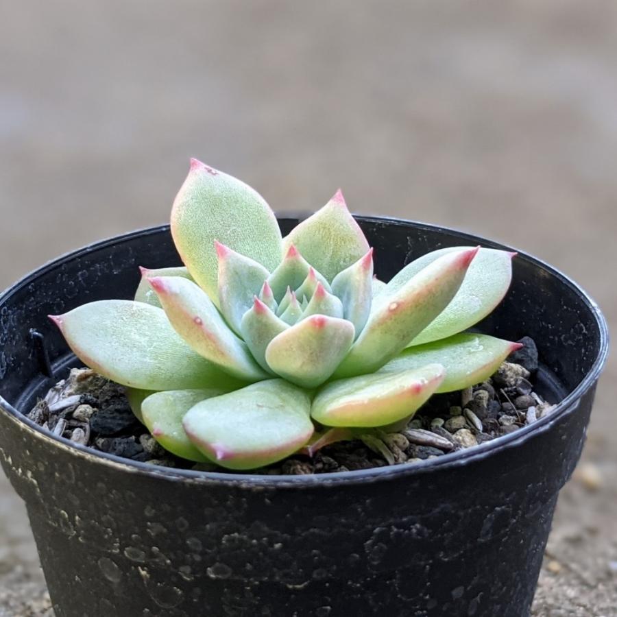 爆売り マリア 7 5cmポット エケベリア Echeveria 039 Maria 039 福岡県産 多肉植物 多肉 観葉植物 インテリアグリーン 寄せ植えに Wantannas Go Id