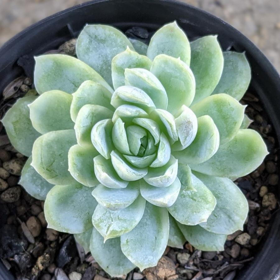 月影 エレガンス 7 5cmポット エケベリア ツキカゲ Echeveria Elegans 福岡県産 多肉植物 多肉 観葉植物 インテリアグリーン 寄せ植えに Mor0252 季の香 きのか 通販 Yahoo ショッピング