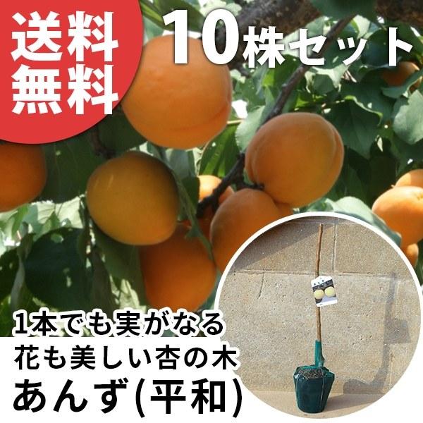あんず・平和（10本セット） 樹高0.6m前後 15cmポット へいわ ヘイワ 苗木 1年生 あんずの木 1本でも実がなる（2種以上推奨） 接ぎ木 苗 素掘りポット苗 果樹苗