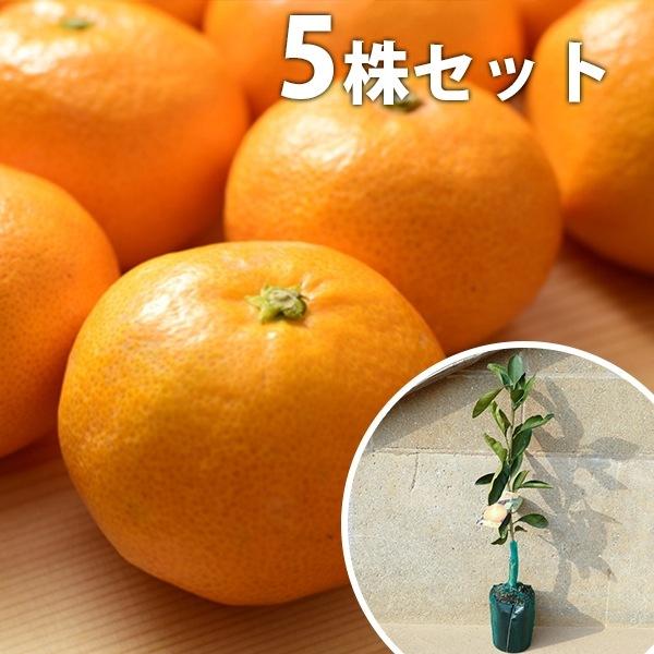 みかん・はるみPVP（5本セット） 樹高0.4m前後 15cmポット ハルミ 柑橘 接ぎ木 登録品種 みかんの木 苗木 1年生 苗 海外持出禁止 素掘りポット苗 果樹苗 果樹 果