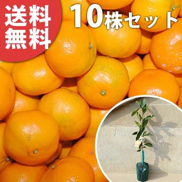 苗/苗木 【15本セット】 温州・日南1号 樹高0.4m前後 15cmポット に