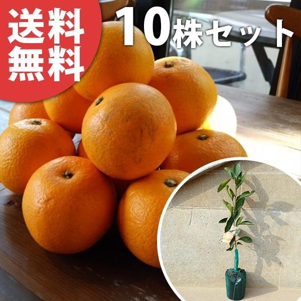 八朔 ハッサク 苗木 Clinicacampinas Com Br