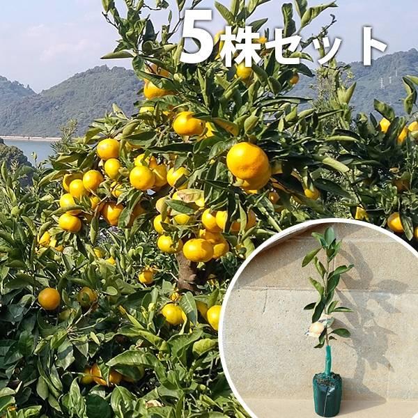人気定番，限定SALE 柑橘・あまかPVP（5本セット） 樹高0.4m前後 15cm