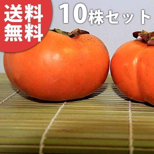 格安即決 かき 東京紅 10本セット 樹高0 6m前後 15cmポット とうきょうべに トウキョウベニ 柿 甘柿 接ぎ木 苗木 1年生 苗 素掘りポット苗 果樹苗 果樹 果樹園用 植木 人気特価激安 Www Maxipiso Com Ar