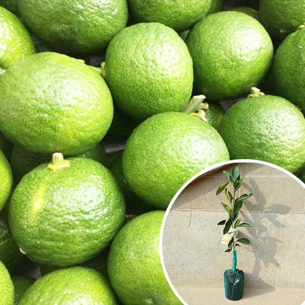 ※裸苗※カボス（20本セット） 樹高0.4m前後 15裸苗 予約商品 苗木 1年生 1本で実がなる かぼすの木 かぼす 接ぎ木 苗 柑橘 ※極寒期は霜よけなど対策をおすすめ