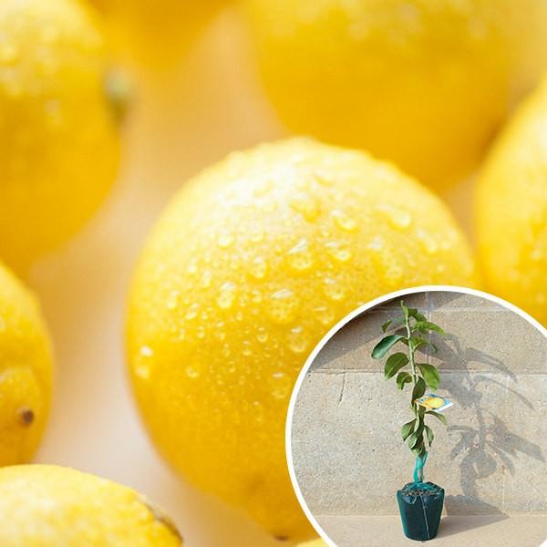 裸苗 レモン リスボンレモン 本セット 樹高0 6m前後 10 5裸苗 苗木 1年生 レモンの木 接ぎ木 苗 柑橘 大苗 裸苗です ポットに入っておりません 果 Www Mohmmadiyon Com