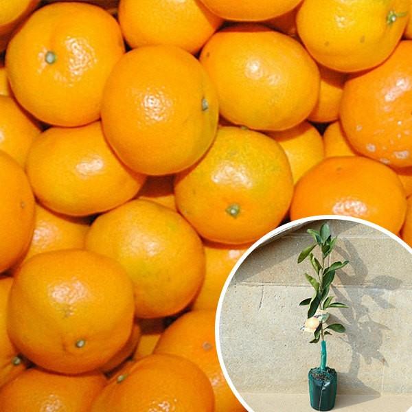 超人気 裸苗 温州 日南1号 本セット 樹高0 6m前後 10 5裸苗 にちなん ニチナン みかん 柑橘 接ぎ木 苗木 1年生 苗 果樹苗 果樹 果樹園用 植木 木 送料込み 果 超歓迎 Web Escgroup Com