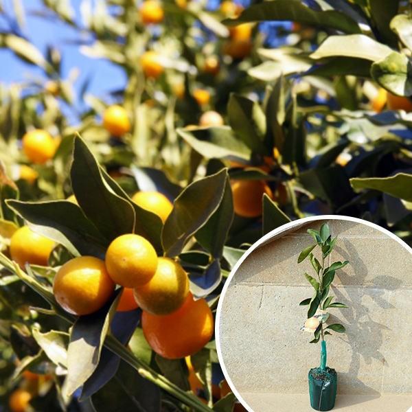 ※裸苗※金柑・寧波金柑（10本セット） 樹高0.4m前後 15裸苗 予約商品 にんぽう ニンポウキンカン ニンポウ 柑橘 接ぎ木 苗木 1年生 苗 ※極寒期は霜よけなど対