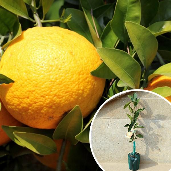 ※裸苗※八朔・八朔55号（20本セット） 樹高0.4m前後 15裸苗 予約商品 はっさく ハッサク みかん 柑橘 接ぎ木 苗木 1年生 苗 ※極寒期は霜よけなど対策をおすす