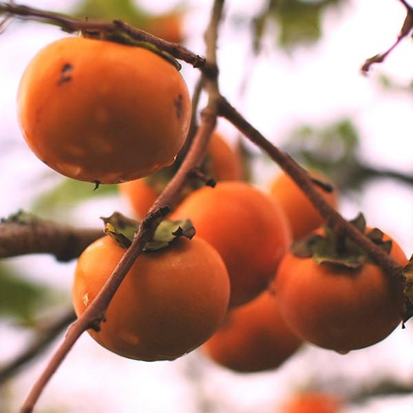 人気の 裸苗 かき 甘秋pvp 本セット 樹高0 6m前後 柿 10 5裸苗 果樹園 柿 大苗 甘柿 接ぎ木 苗木 1年生 苗 大苗 裸苗です ポットに入っておりません 果樹苗 果樹 果樹園 応接セットオフィスチェアーcsplus Megapolisgreen Ru