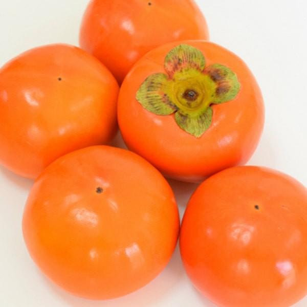 裸苗※かき・富有（20本セット） 樹高0.6m前後 10.5裸苗 予約商品 ふ