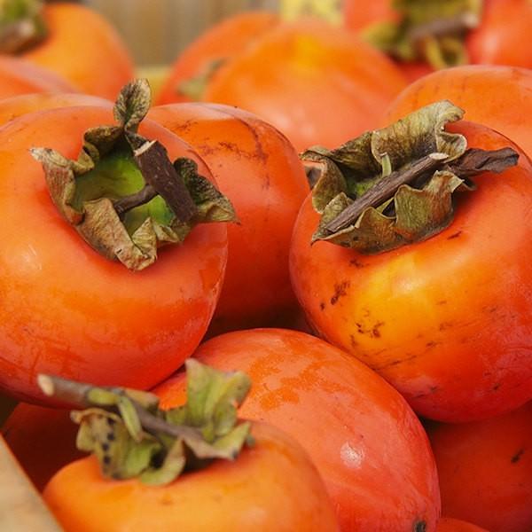 ※裸苗※かき・蜂屋（20本セット） 樹高0.6m前後 10.5裸苗 予約商品 はちや ハチヤ 柿 渋柿 接ぎ木 苗木 1年生 苗 果樹苗 果樹 果樹園用 植木 木 送料込み 果樹