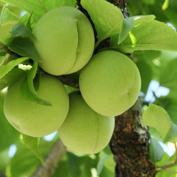 ※裸苗※梅・青軸（10本セット） 樹高0.6m前後 10.5裸苗 予約商品 あおじく アオジク うめ 接ぎ木 苗木 1年生 苗 果樹苗 果樹 果樹園用 植木 木 送料込み 果樹