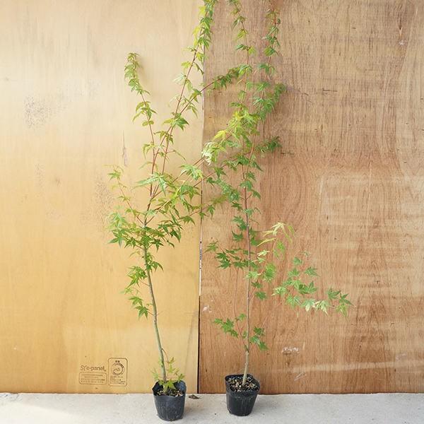 イロハモミジ 樹高1 2m前後 15cmポット いろは紅葉 イロハカエデ いろは楓 紅葉 庭木 苗 植木 海外 モミジ 苗木 生け垣 送料込み