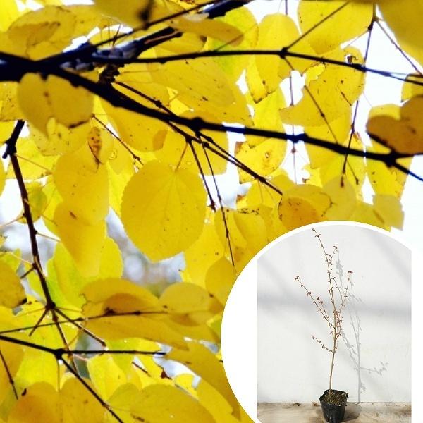 安心の定価販売 生け垣 樹高0 5m前後 カツラ 庭木 10 5cmポット かつら 苗 苗木 植木 落葉樹