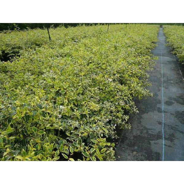 アベリア ホープレイズ 15本セット 樹高0 2m前後 15cmポット あべりあ ほーぷれいず 苗木 植木 苗 庭木 生け垣 送料込み Ta 111 15set 季の香 きのか 通販 Yahoo ショッピング