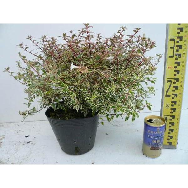 アベリア コンフェッティ 5本セット 樹高0 2m前後 15cmポット あべりあ こんふぇ