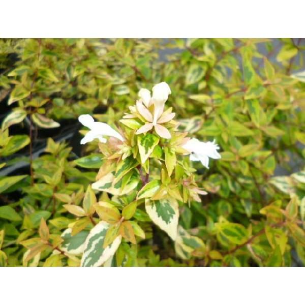 アベリア カレイドスコープ 5本セット 樹高0 2m前後 15cmポット あべりあ かれいどすこーぷ 苗木 植木 苗 庭木 生け垣 送料込み Ta 1173 5set 季の香 きのか 通販 Yahoo ショッピング