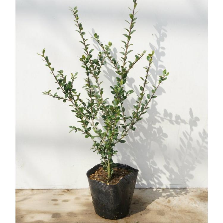 日時指定 苗 雪柳 ユキヤナギ 送料込み 庭木 ゆきやなぎ 15cmポット 植木 苗木 生け垣 15本