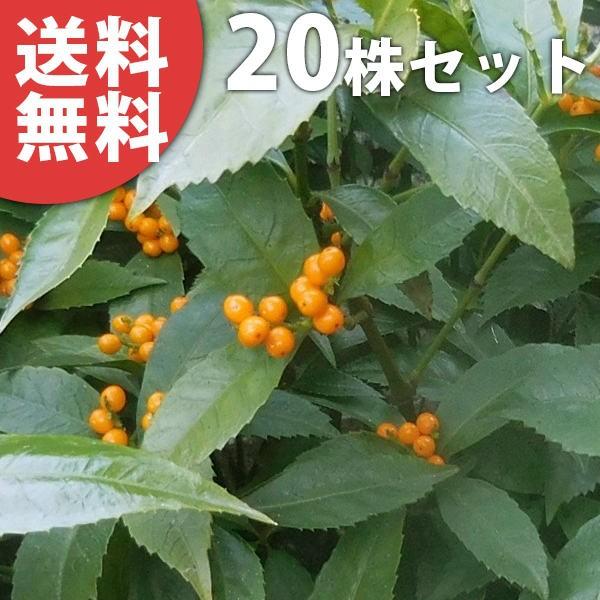 センリョウ 黄実 本セット 樹高0 4m前後 15cmポット 千両 せんりょう 苗木 植木 苗 庭木 生け垣 送料込み 中木 低木 Gorkhasansar Com
