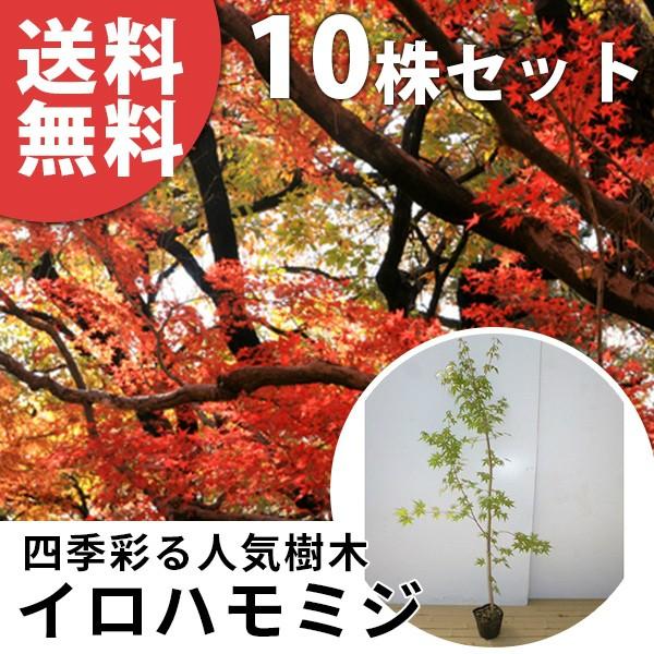 ファッション イロハモミジ 10本セット 樹高1 0m前後 10 5cmポット いろは紅葉 イロハカエデ いろは楓 紅葉 モミジ 苗木 植木 苗 庭木 生け垣 送料込み