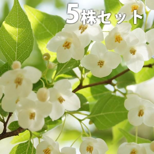 エゴノキ（5本セット） 樹高0.3m前後 10.5cmポット えごのき エゴの木 白い清楚な花が、枝いっぱいに咲く木 苗木 植木 苗 庭木 生け垣