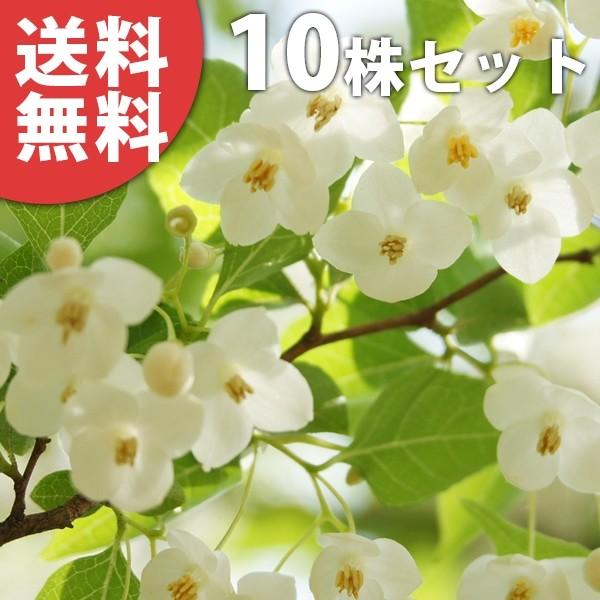 セール 特集 エゴノキ 10本セット 樹高1 0m前後 10 5cmポット えごのき エゴの木 白い清楚な花が 枝いっぱいに咲く木 苗木 植木 苗 庭木 生け垣 送料込み