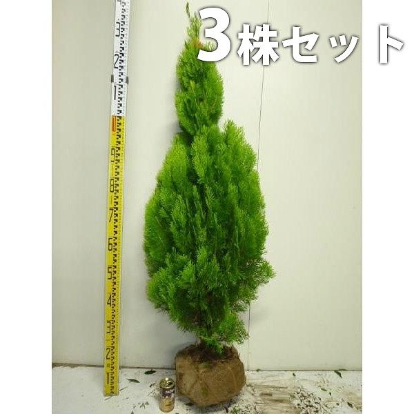 売れ筋 エレガンテシマ 3本セット 樹高1 2m前後 根巻 コニファー シンボツツリー 苗木 植木 苗 庭木 生け垣 送料込み コニファー 高級感 Www Royalheritage Jo