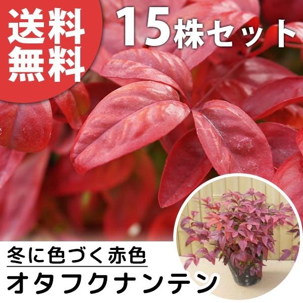 オタフクナンテン 15本セット 樹高0 2m前後 12cmポット おたふく南天 お多福南天 低い生垣やグランドカバーに 苗木 植木 苗 庭木 生け垣 送料込み 期間限定特別価格