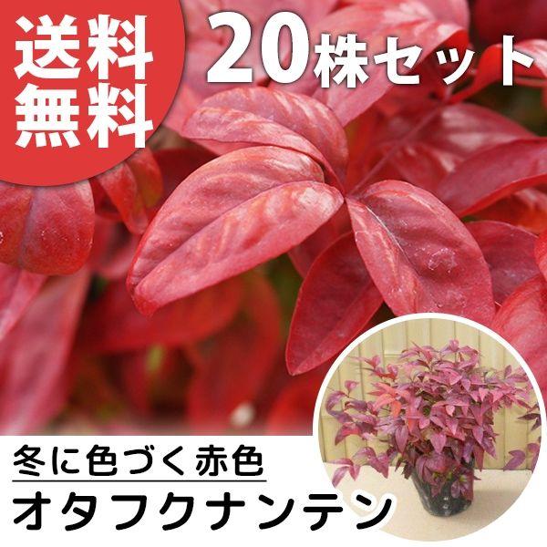 買物 オタフクナンテン 本セット 樹高0 2m前後 12cmポット おたふく南天 お多福南天 低い生垣やグランドカバーに 苗木 植木 苗 庭木 生け垣 送料込み Aynaelda Com