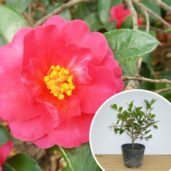 今ダケ送料無料 カンツバキ 樹高0 3m前後 15cmポット 寒椿 かんつばき つばき 苗木 植木 苗 庭木 生け垣