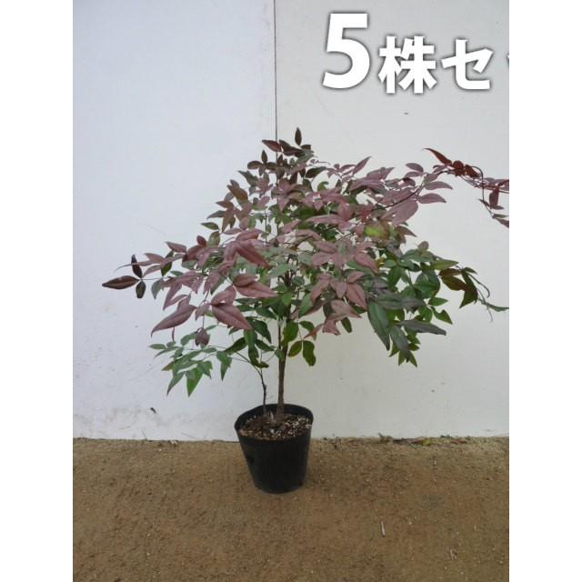 Sale 95 Off ナンテン 5本セット 樹高0 5m前後 15cmポット 南天 なんてん 赤実縁起の良い木 苗木 植木 苗 庭木 生け垣 送料込み 中木 低木