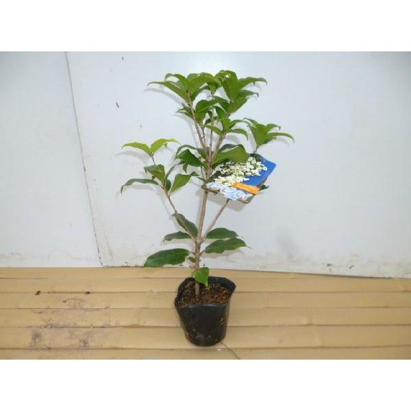 お歳暮 ギンモクセイ 樹高0 3m前後 10 5cmポット 銀木犀 ぎんもくせい 秋